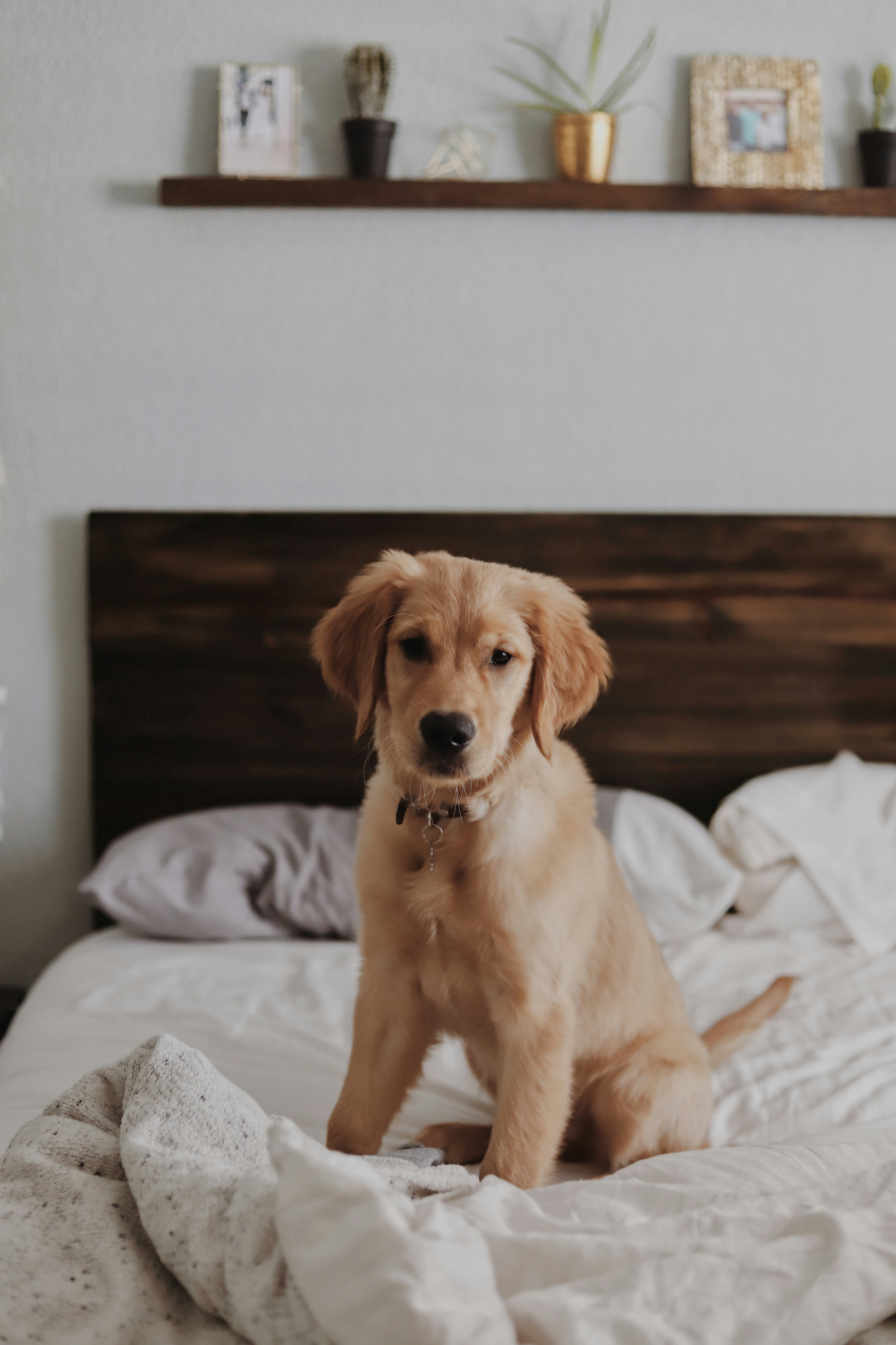 Barney as a puppy on the bed