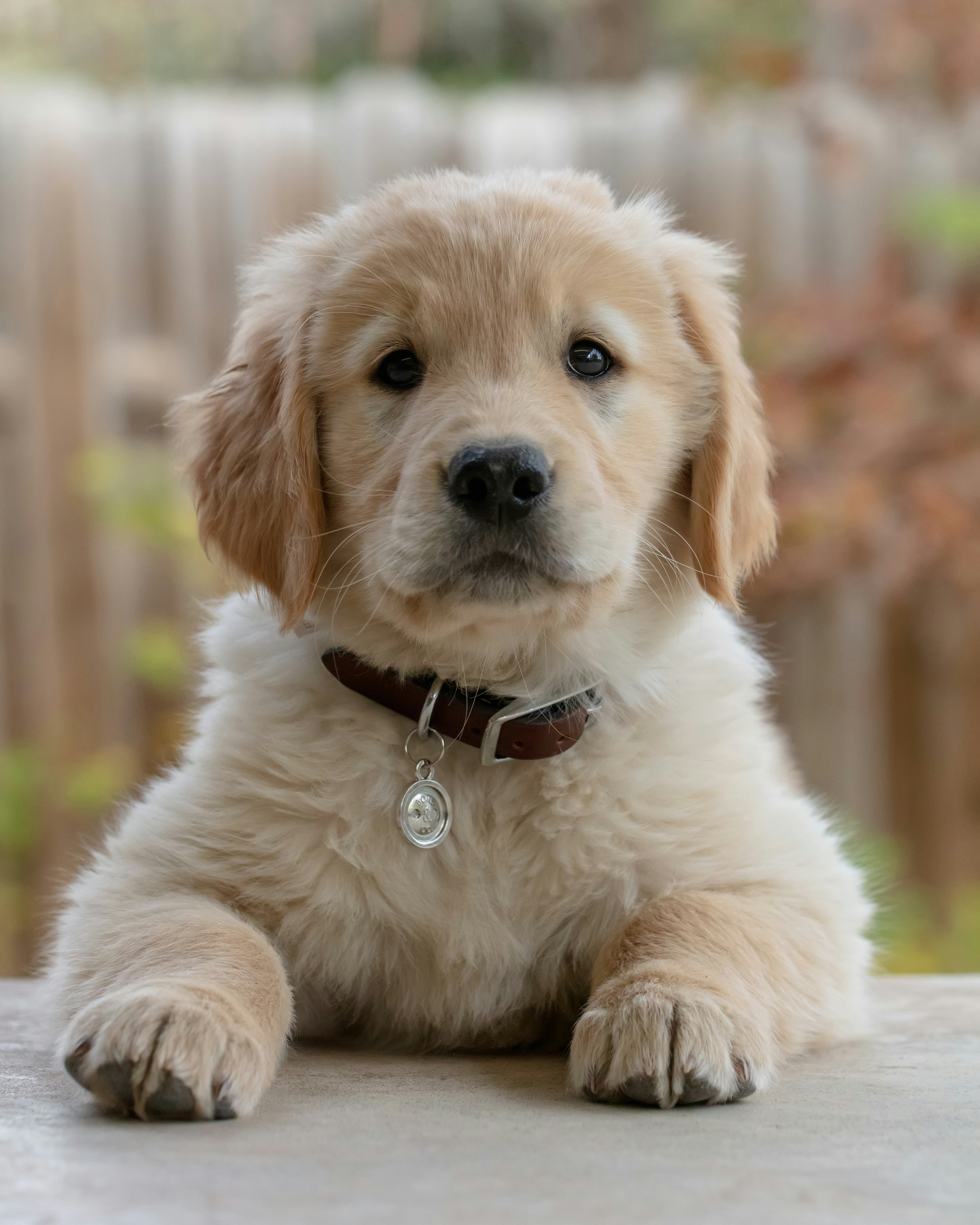 Barney as a puppy, close up
