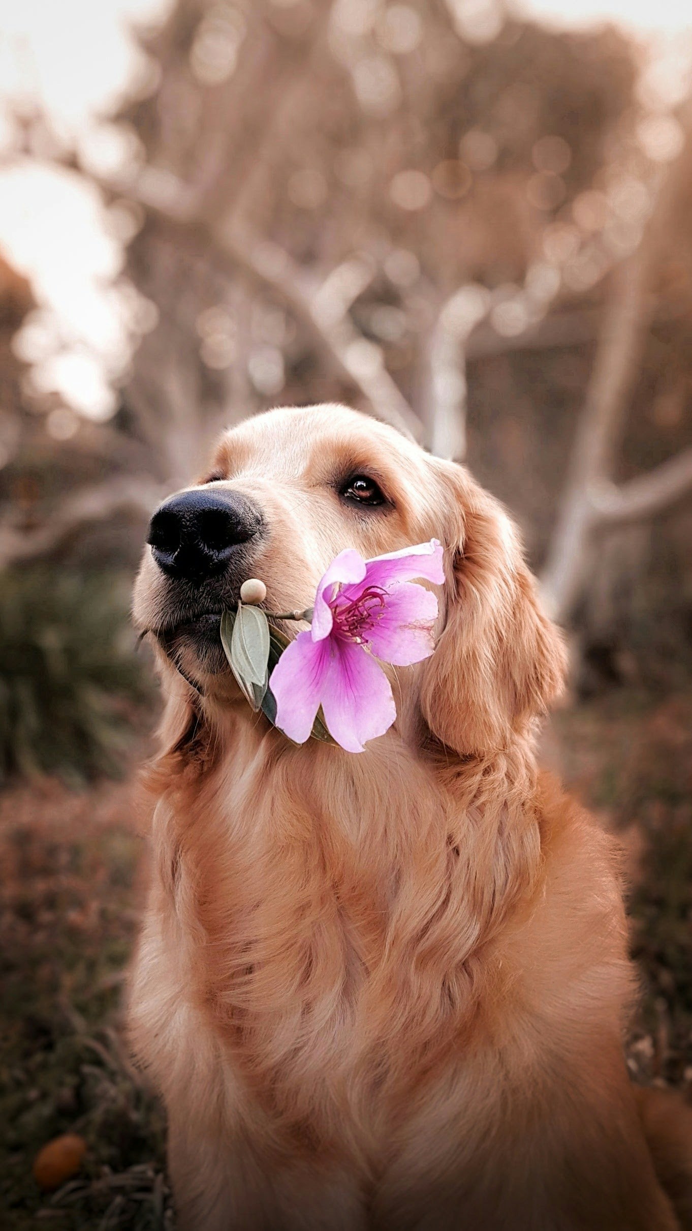 Barney holding a pink flower