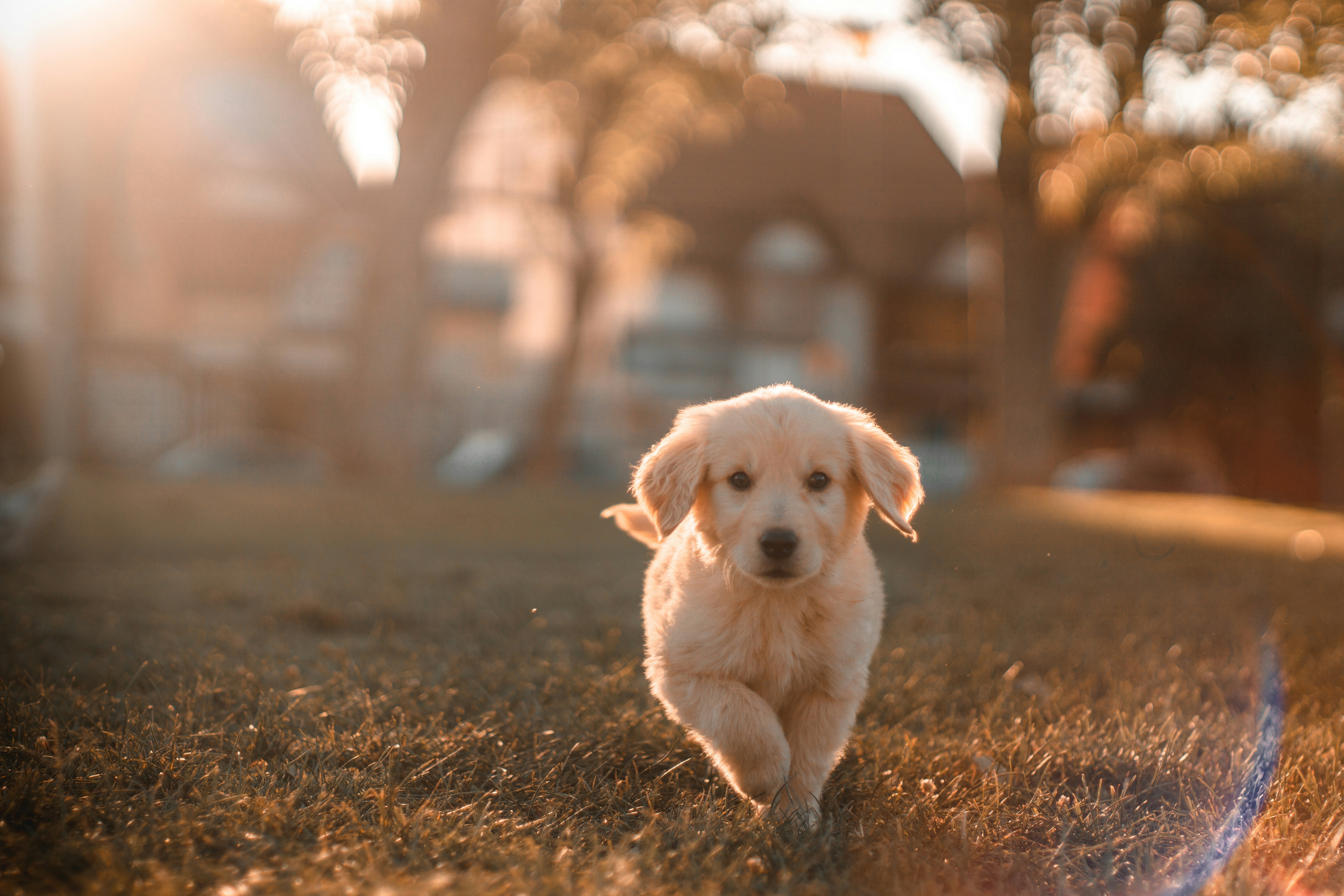 Barney bounding across the garden at sunset