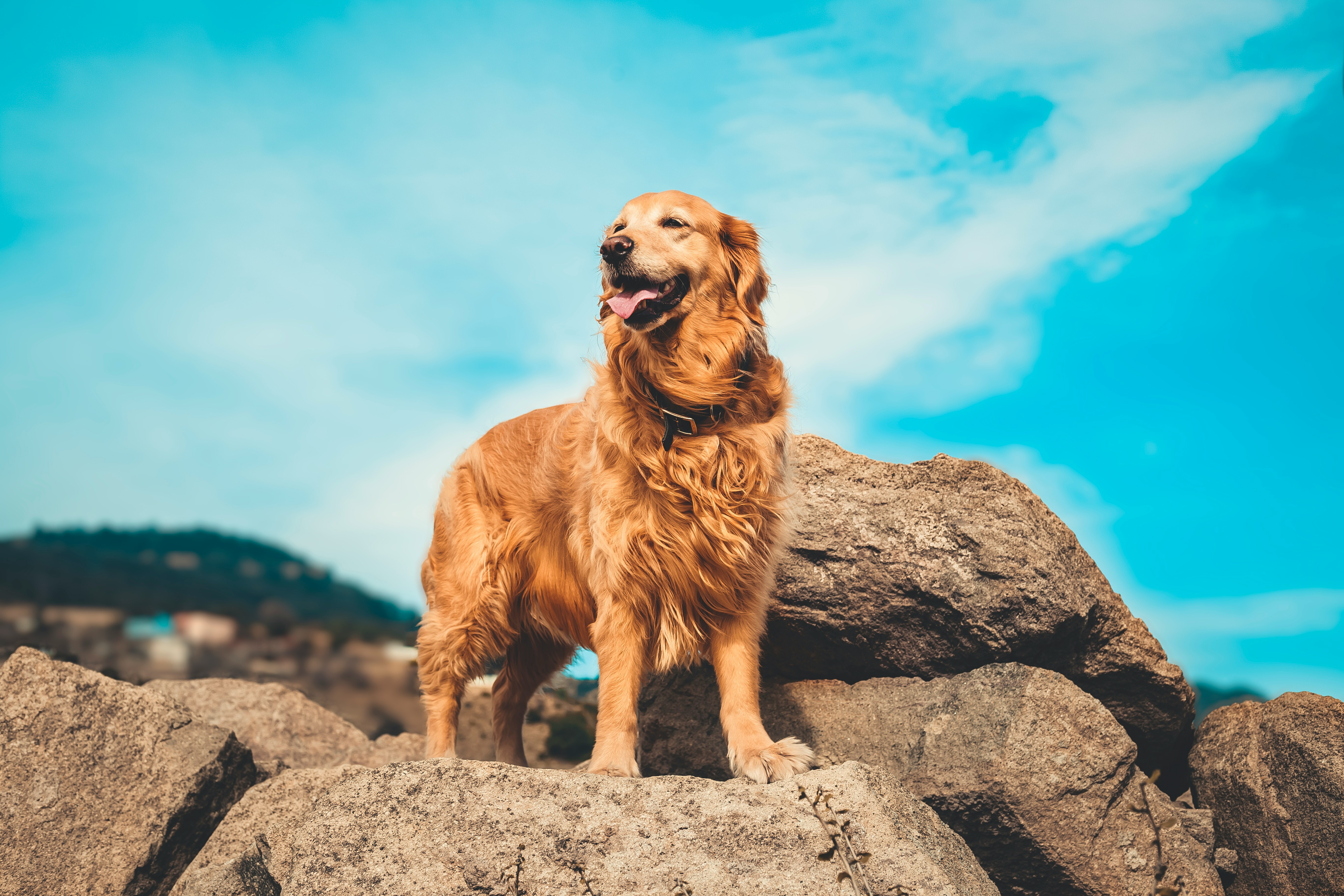 Barney standing on the rocks under a blue sky