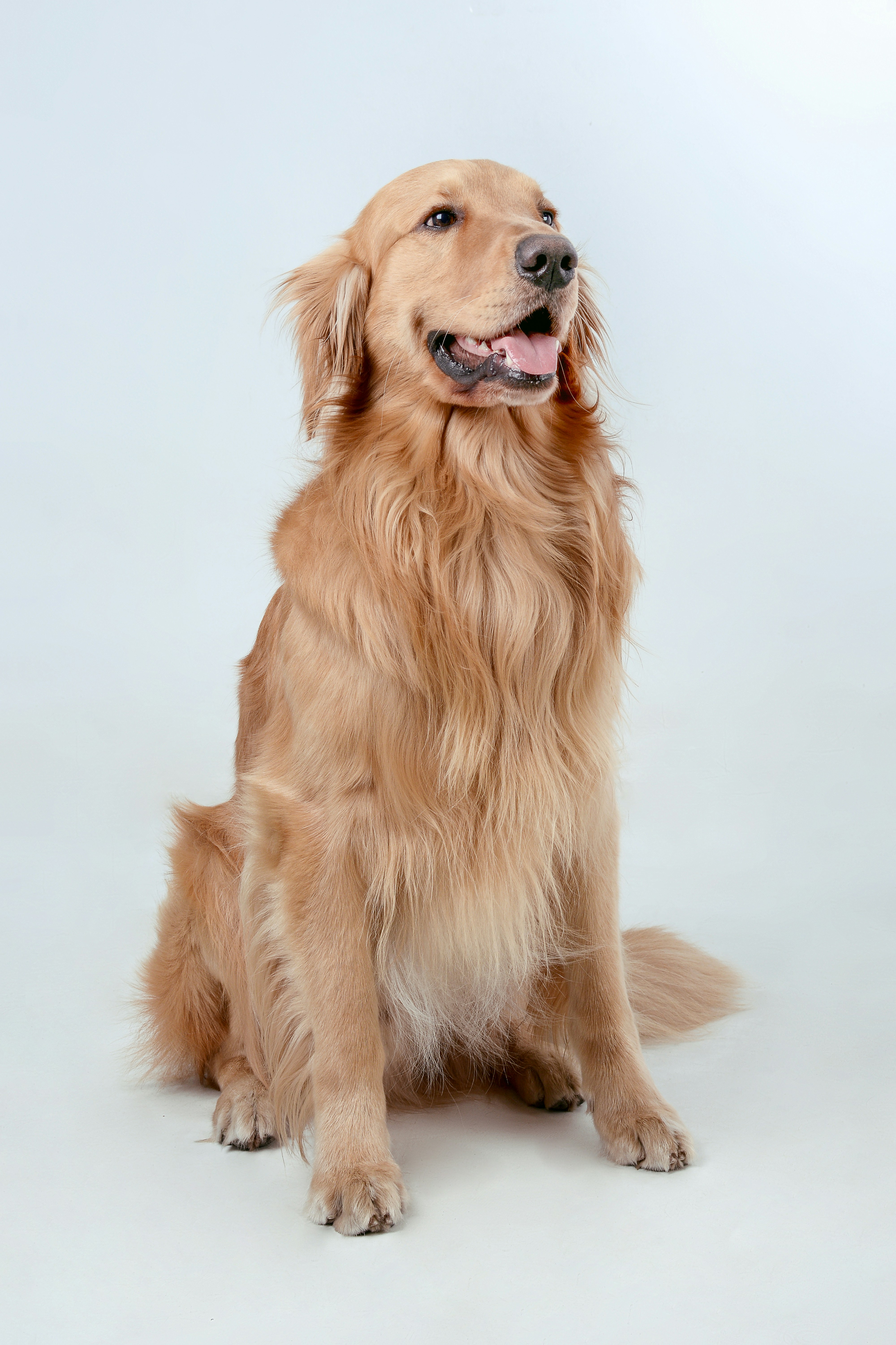Barney, a golden retriever