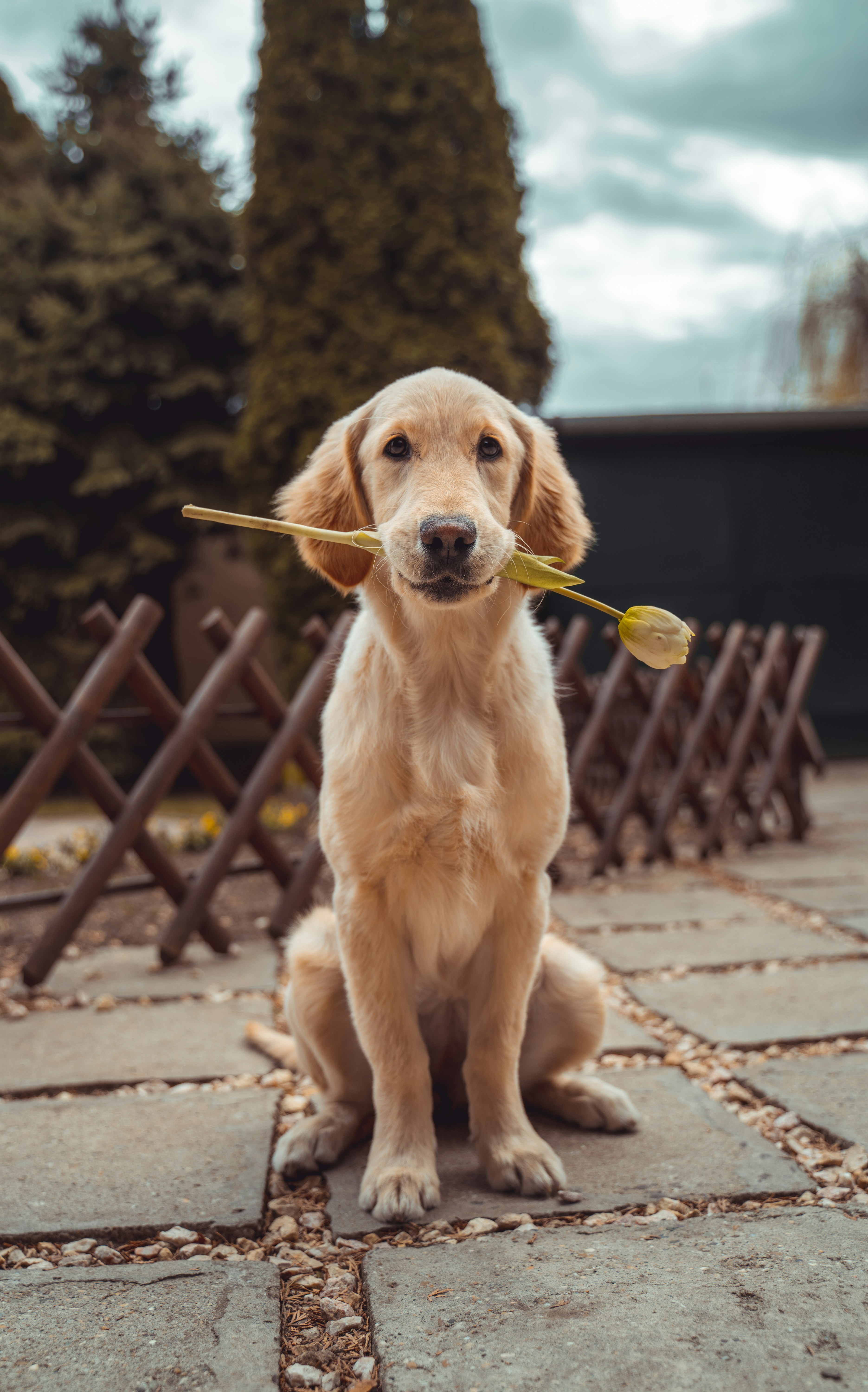 Barney as a puppy, holding a flower