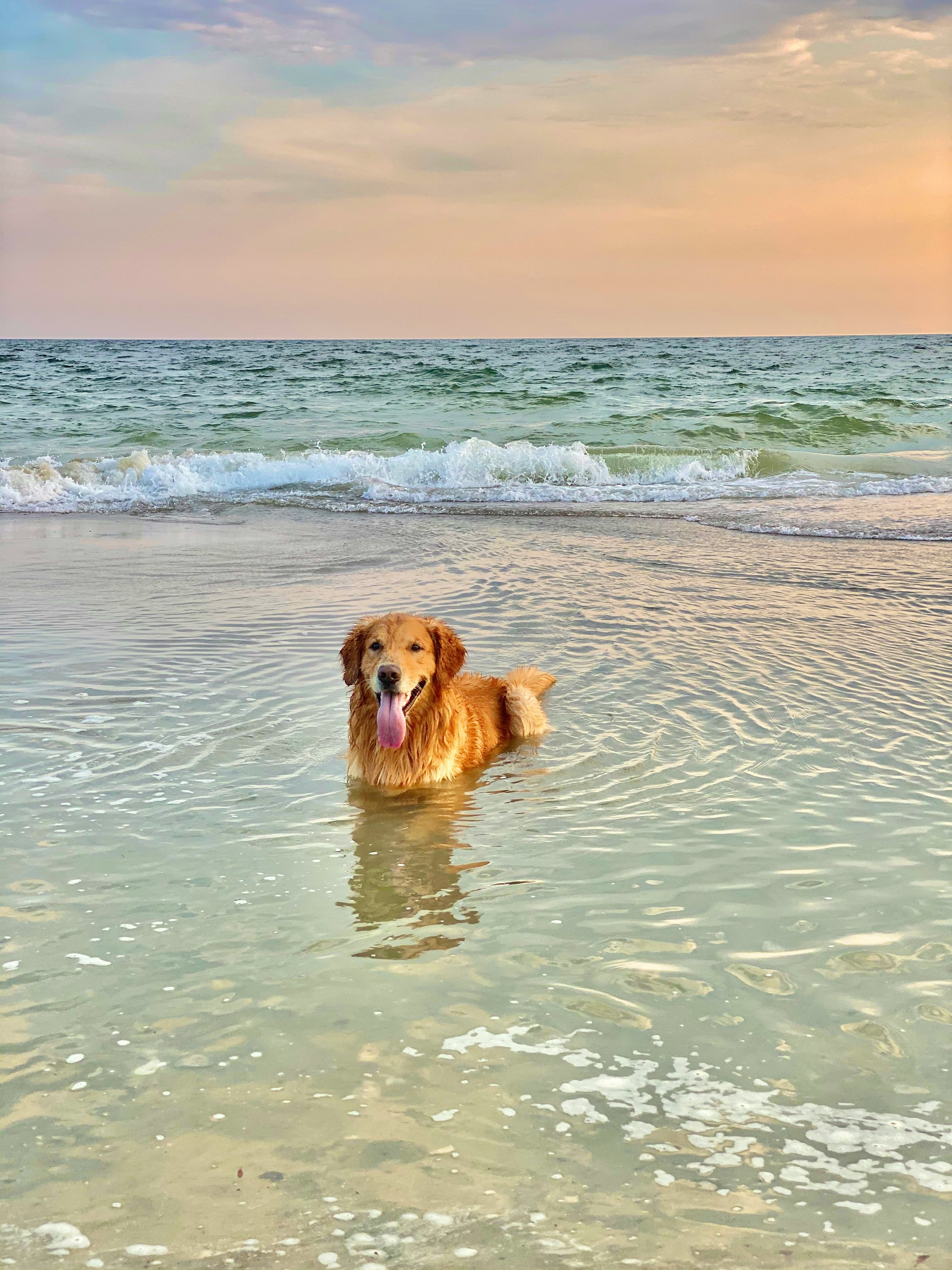 Barney paddling in the sea at sunset