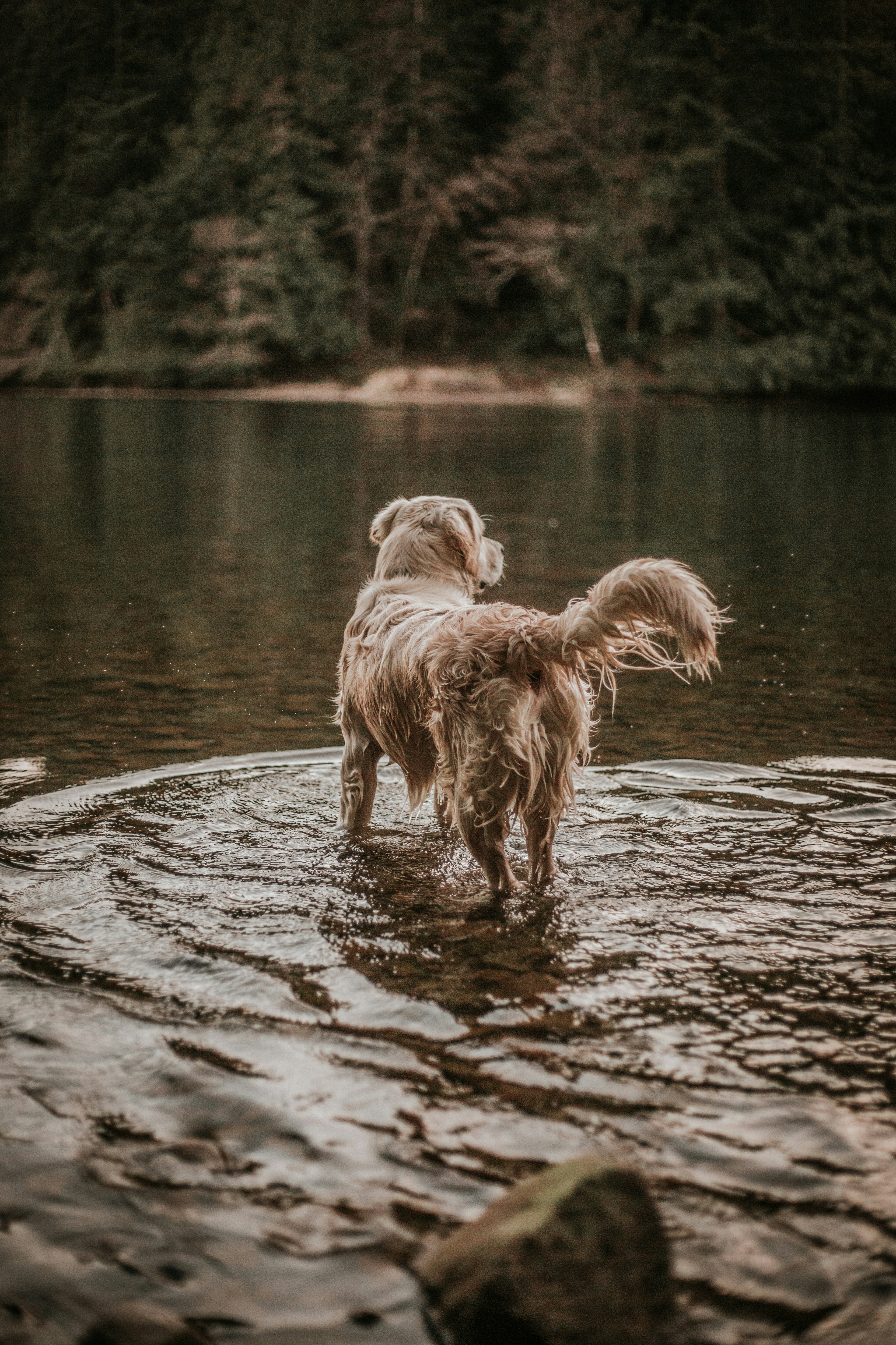 Barney in the lake