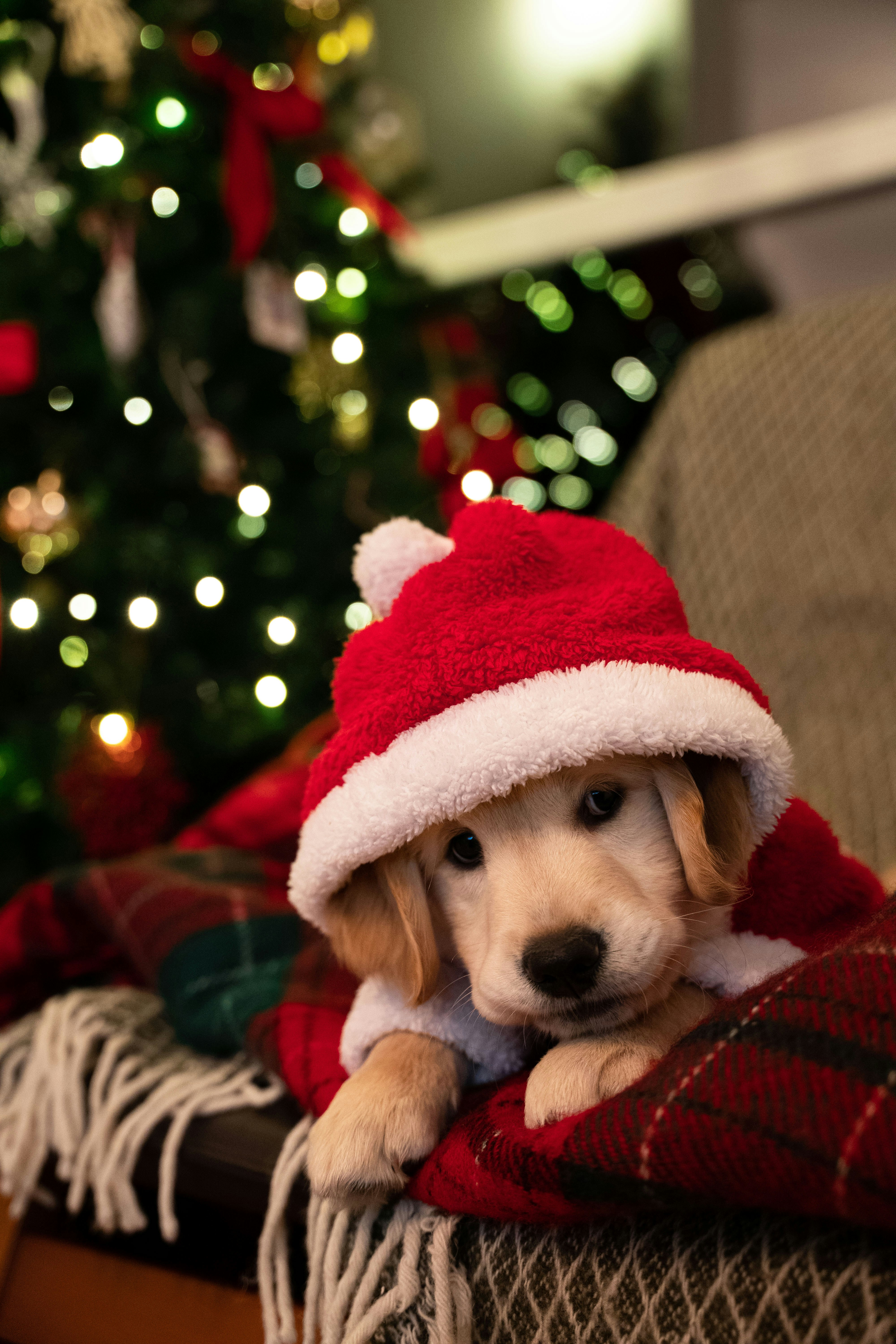 Barney in a Santa hat by the Christmas tree