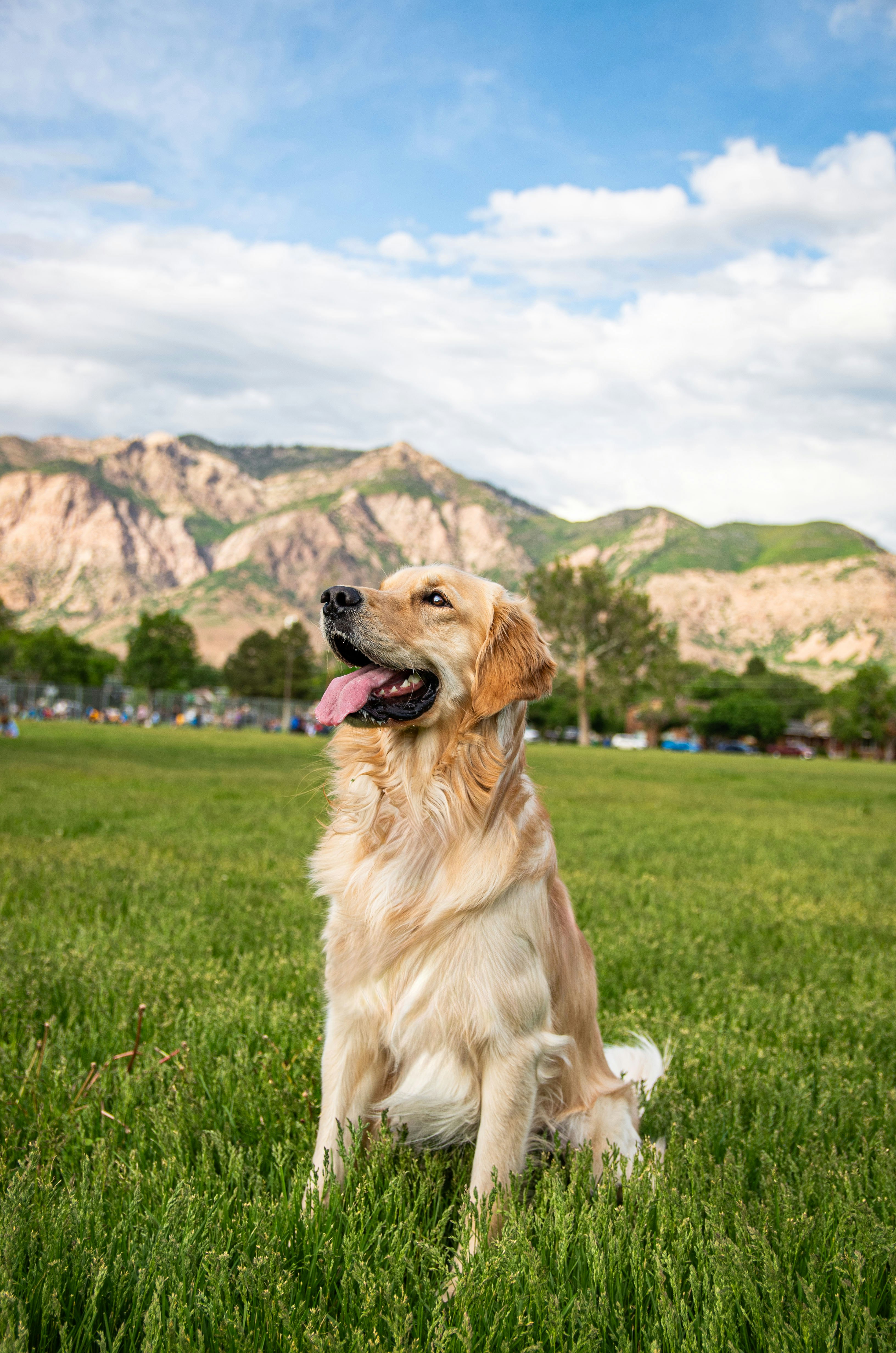 Barney sitting in a green field under a blue sky