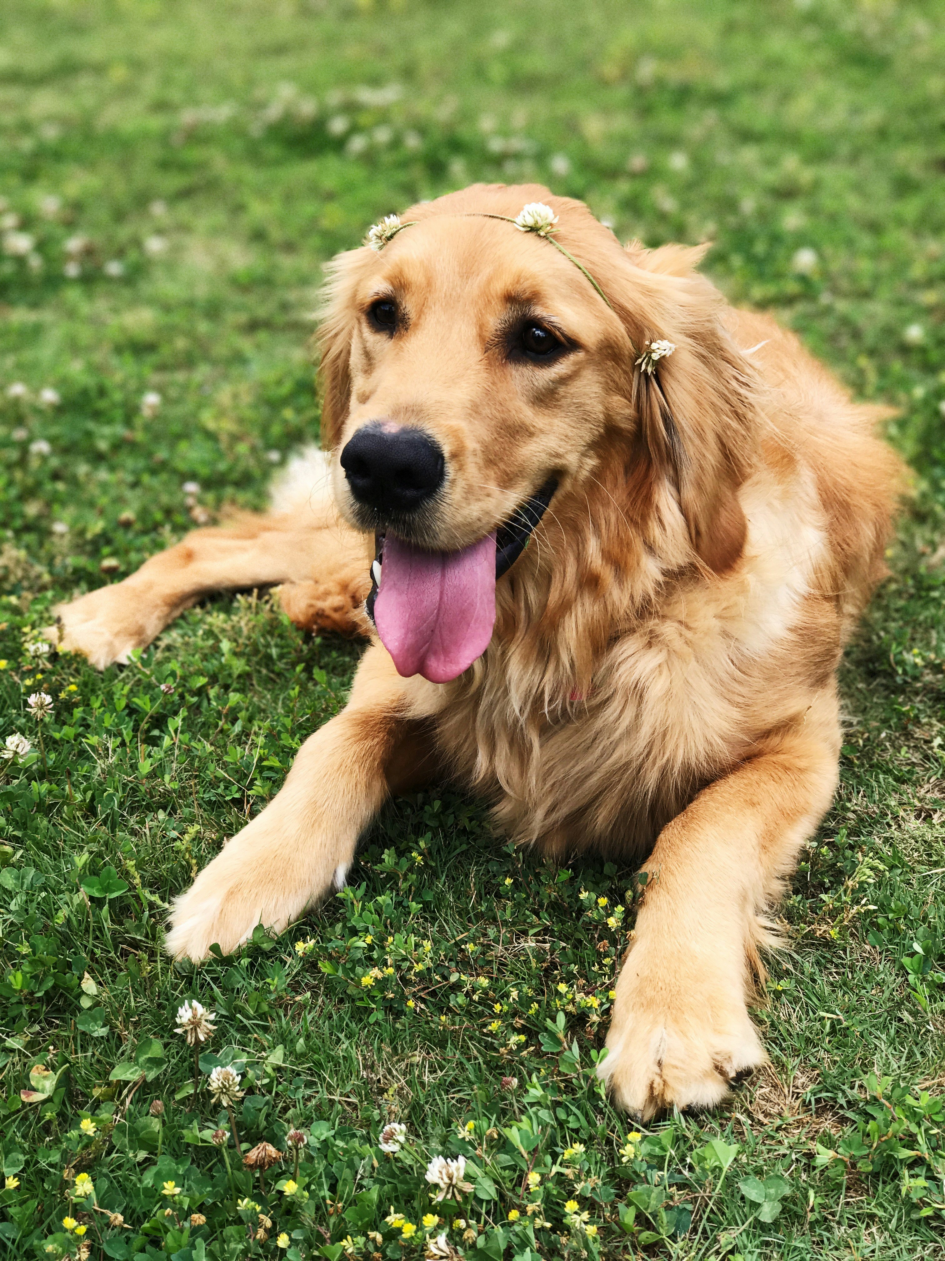 Barney lying in the grass with a clover crown